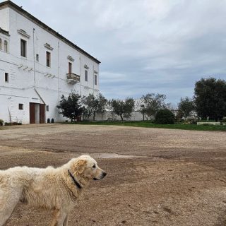 Welcome to Puglia, land rich in history and traditions, and to discover the fortified farms of the 800 in ebike of the Agro Gioiese born as tangible evidence of a fascinating past.