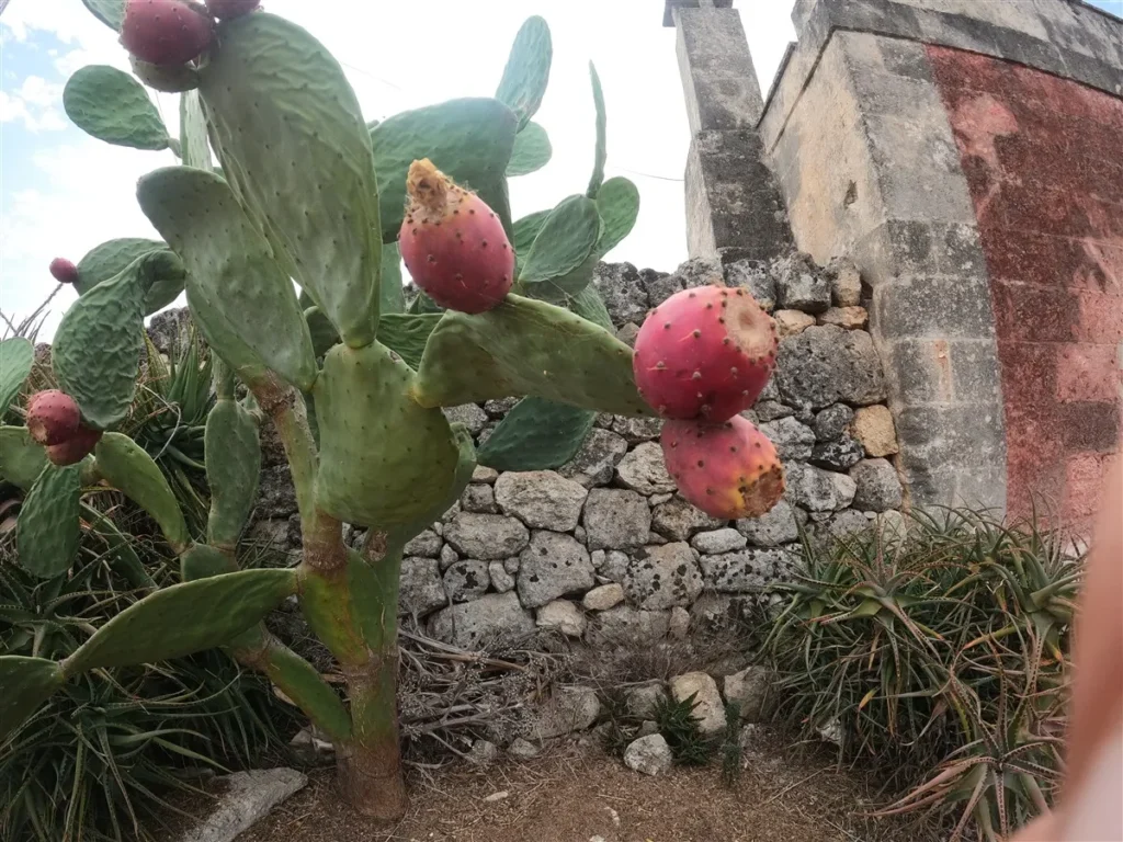 Explore the Beauty of Torre Canne & Parco delle Dune Costiere